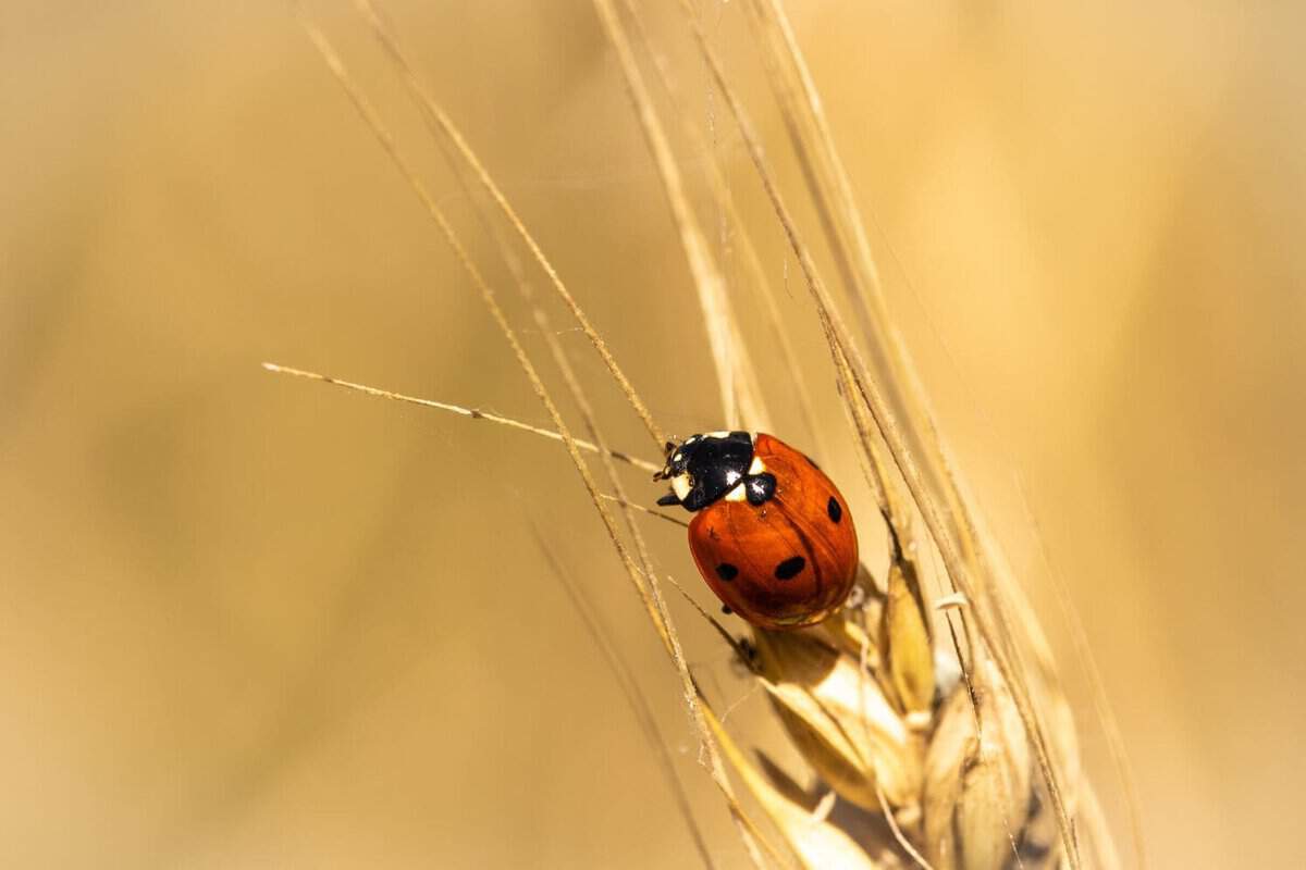 ladybug good omen
