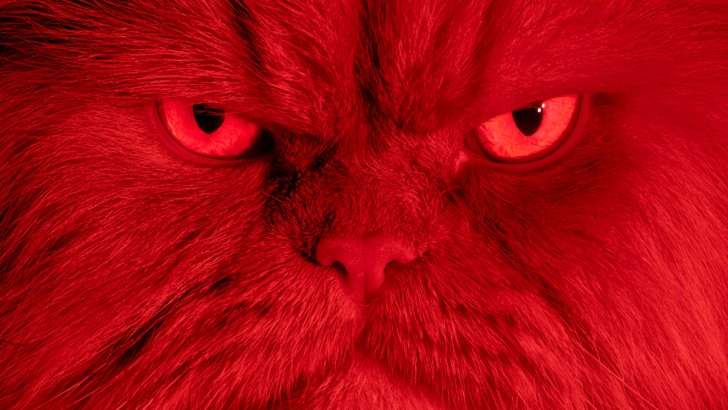 7 Signs Your Animal Might Be Possessed