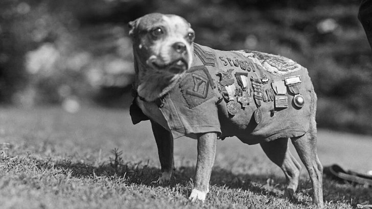 8 Amazing Animals That Left Their Mark On History